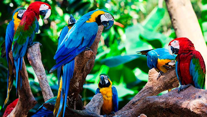 Species of birds