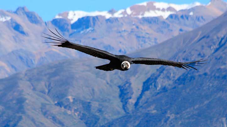 Cruz del Condor