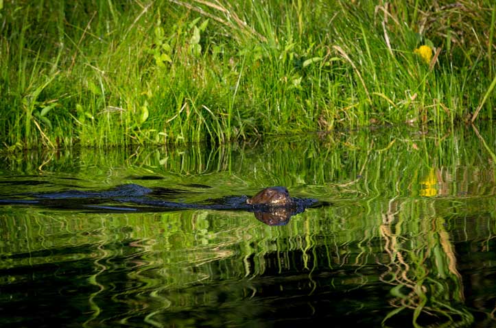 Giant Otter - Manu National Park, Peru