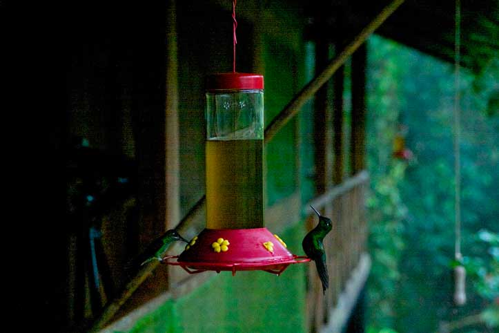 Hummingbirds Lodge