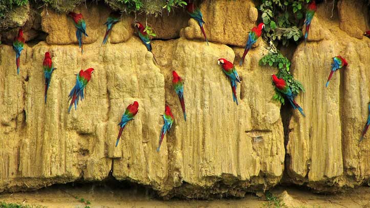 Red and green macaws at a clay lick